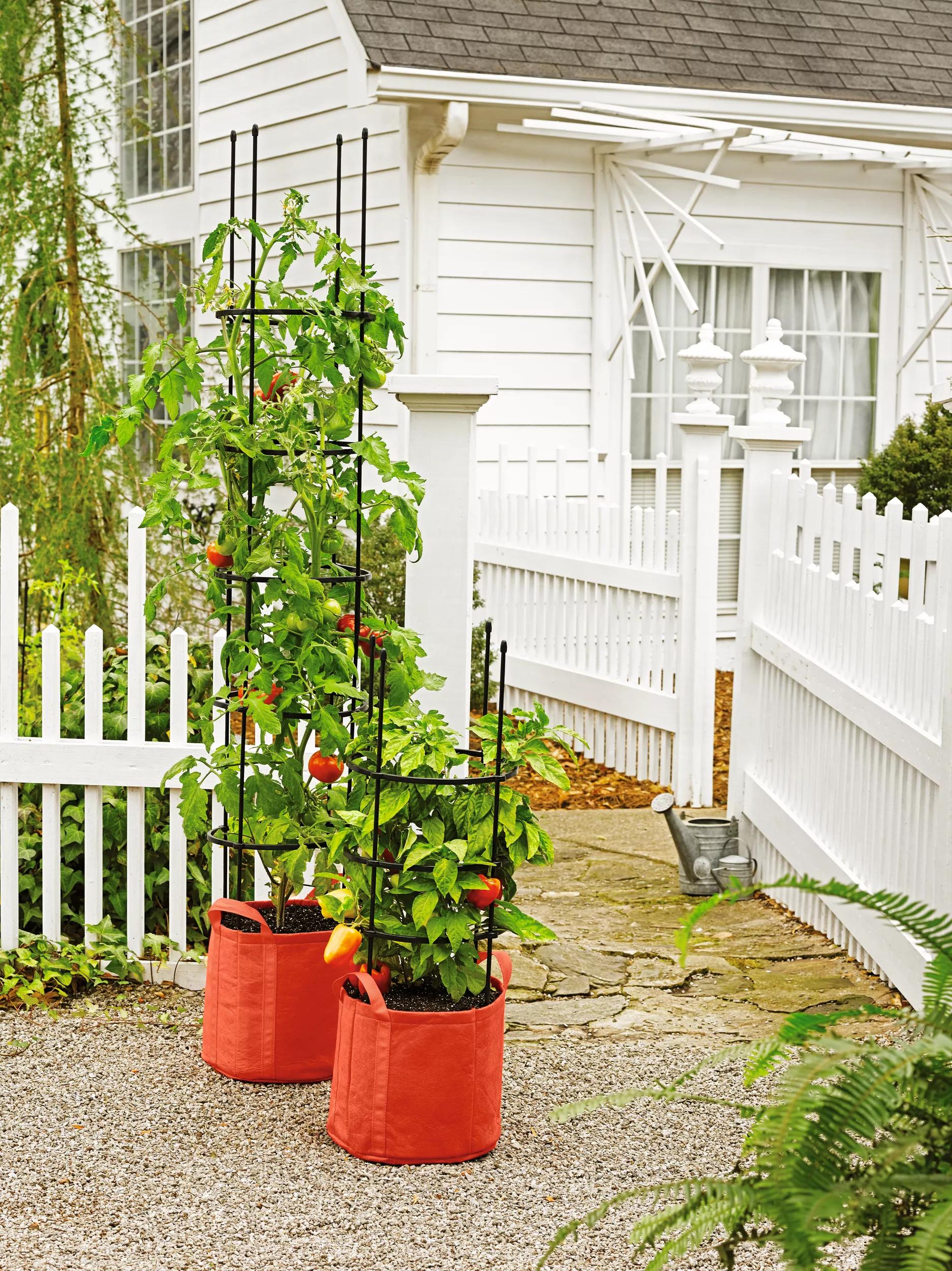 growing tomato plants in bags Gardener's Best® Tomato Grow Bag Set