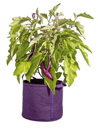  || https://assets.gardeners.com/transform/3f4d489c-12cd-4420-9686-26781387281b/8590024PR_214-tif