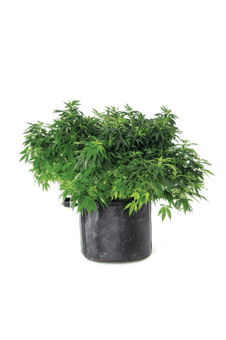  || https://assets.gardeners.com/transform/970a8d79-ea1d-4318-a124-f0acb4a4bcb5/8590024_3699-tif