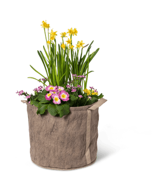  || https://assets.gardeners.com/transform/4fbd2237-e9d3-44c5-b5e8-9bf729008cf3/8590024_7307-tif