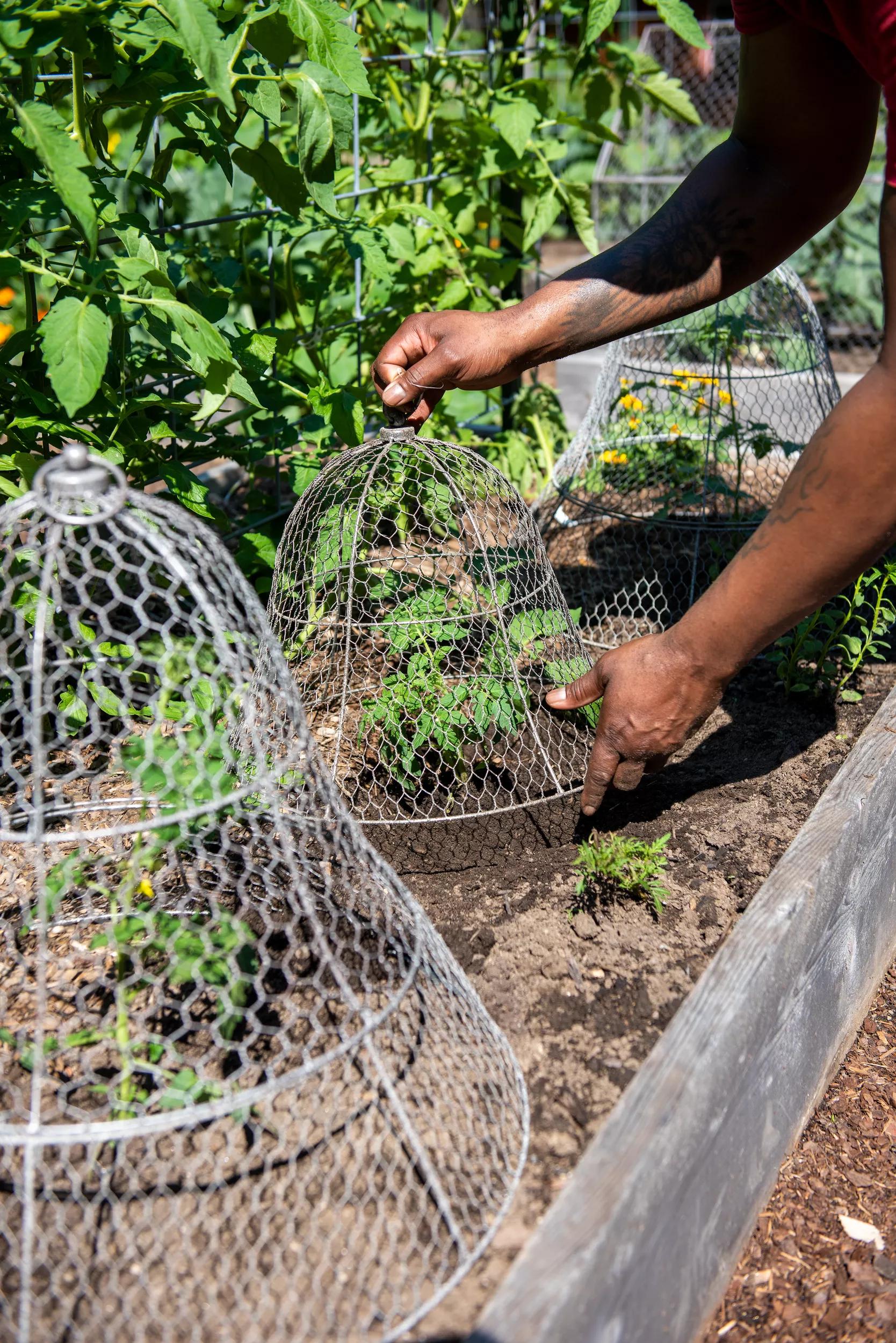 chicken wire around potted plants Wire Cloche Pest Barrier