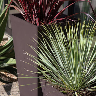  || https://assets.gardeners.com/transform/e021c613-f400-44a6-872e-547b9bc825ca/8590506_06V-jpg