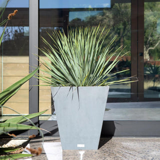  || https://assets.gardeners.com/transform/dbcc6d1d-2280-46e0-b8cc-3121565e541d/8590508_10V-jpg