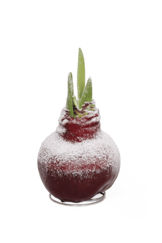  || https://assets.gardeners.com/transform/b2f74c2d-8878-4566-8db7-0f244d3fe5af/8591489RD_03V-tif