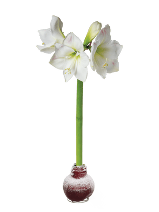  || https://assets.gardeners.com/transform/80ac785f-d6c3-4c93-acf9-1a3c2ec14aa0/8591489RD_2024_03V