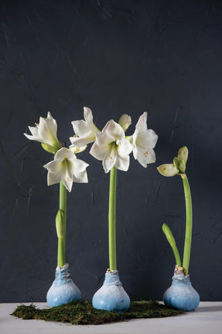  || https://assets.gardeners.com/transform/a2c66994-cfc0-4f2f-9c4f-7e23136cb7ea/8591489_0001
