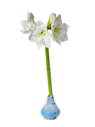  || https://assets.gardeners.com/transform/d262ab9f-f5b2-46a6-9efa-85b90c4ede80/8591489_0002