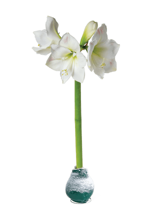  || https://assets.gardeners.com/transform/c7462afc-5641-4eaa-b2e6-a026b39fdafa/8591489_2024_greensnow