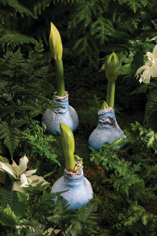  || https://assets.gardeners.com/transform/898434bb-0fde-48b1-8db9-64a623479aeb/8591489_Waxed-Blue_75
