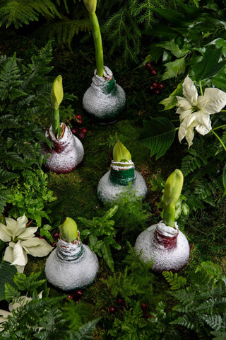  || https://assets.gardeners.com/transform/626b28fb-96a3-4c8a-b0f0-8ba8e58fffa6/8591489_Waxed-mixed-R_-G_63