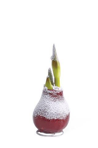  || https://assets.gardeners.com/transform/6f3508c8-f0d1-4362-9c11-b3cf87619523/8591489_easycarewax_bordeaux_snow_silo_2019-tif