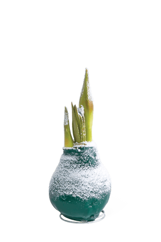  || https://assets.gardeners.com/transform/818ace9e-d483-4e5e-91dd-343e5c4cd138/8591489_easycarewax_evergreen_snow_silo_2019-tif