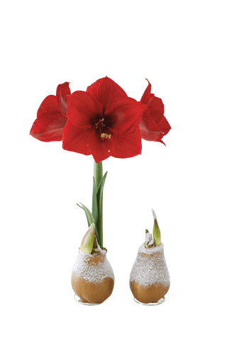  || https://assets.gardeners.com/transform/15e890f9-2be2-4134-abaa-e916f150c8fc/8591489_easycarewax_gold_snow_group_silo_2019-tif
