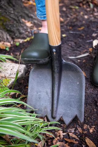  || https://assets.gardeners.com/transform/e8b1ed9c-4429-4488-9c29-e55562d67ea5/8592102_3520-tif