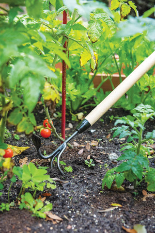  || https://assets.gardeners.com/transform/148ab668-4010-4630-802c-99467c82dc8f/8592107_2460-tif