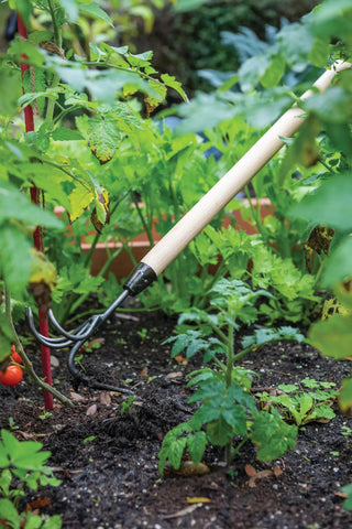  || https://assets.gardeners.com/transform/ef274b08-2bb6-475c-9b90-dc8d83c3143c/8592107_2468-tif