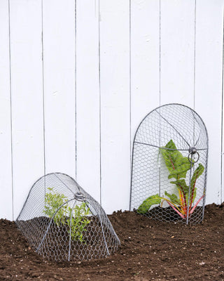  || https://assets.gardeners.com/transform/fd29d71a-c0e0-4409-9840-82455d4ee230/8592117_0188-tif