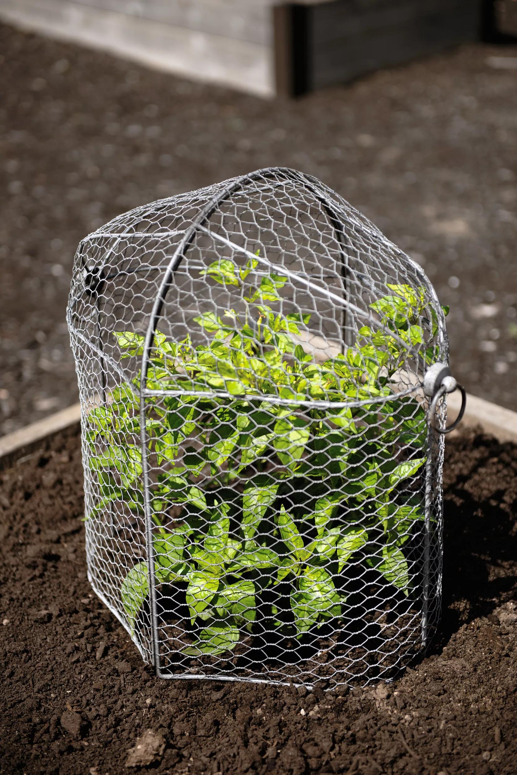 indoor plant protector Chicken Wire Cloche Plant Protector, 3-in-1