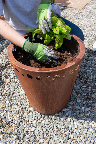  || https://assets.gardeners.com/transform/893395bc-22f7-40bd-91d4-32e28e17f86e/8592211_0006