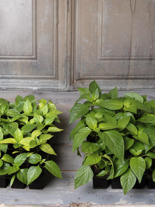  || https://assets.gardeners.com/transform/860a5214-514d-4d34-a9fd-27aed643e4d4/8592212_002E-tif