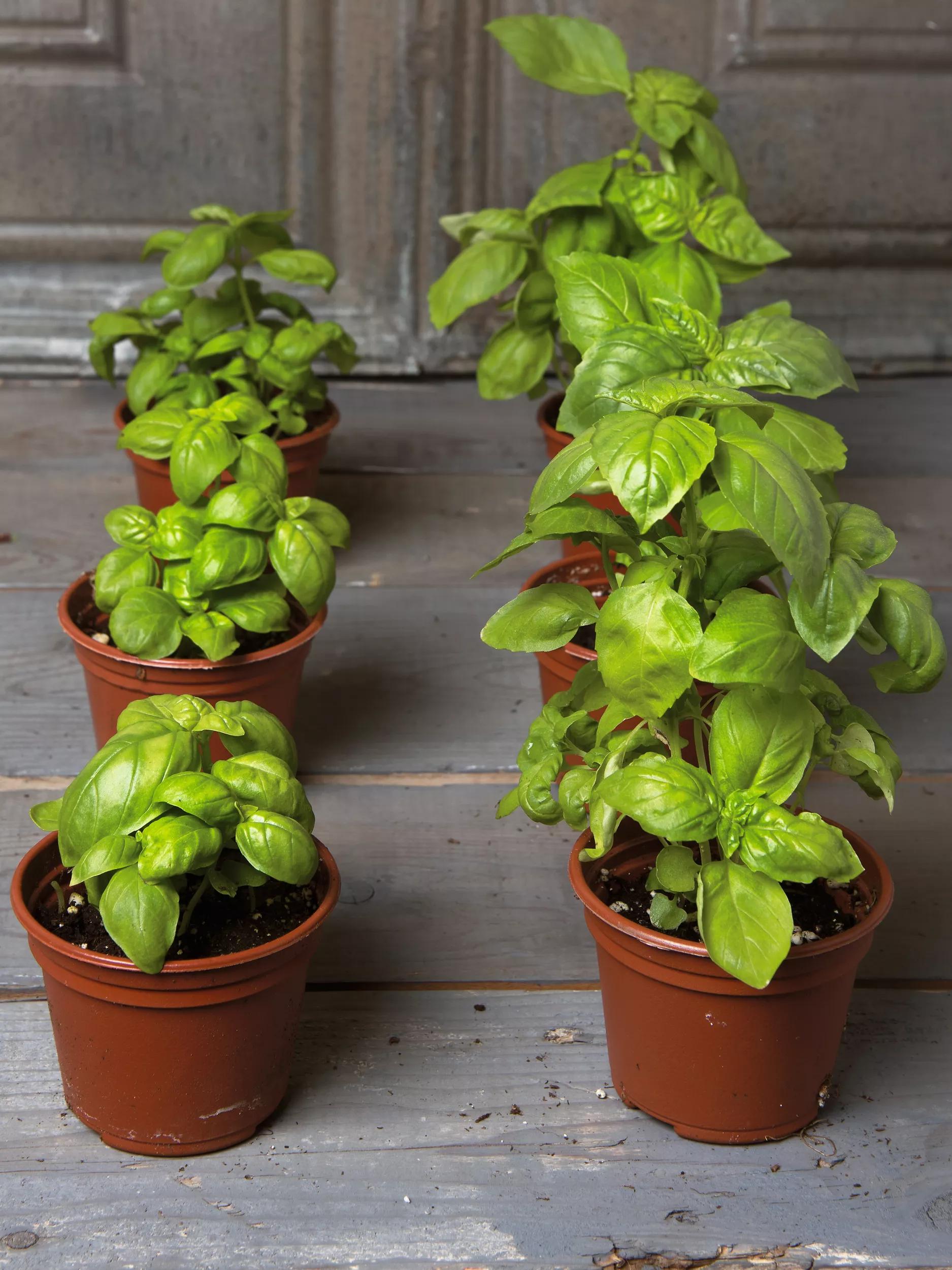 self-watering potting mix 20 qts Self-Watering Potting Mix, 20 Qts
