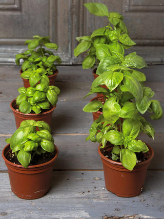  || https://assets.gardeners.com/transform/9953aca5-9053-40ae-a449-4004fcbba91b/8592212_3979_001E-tif