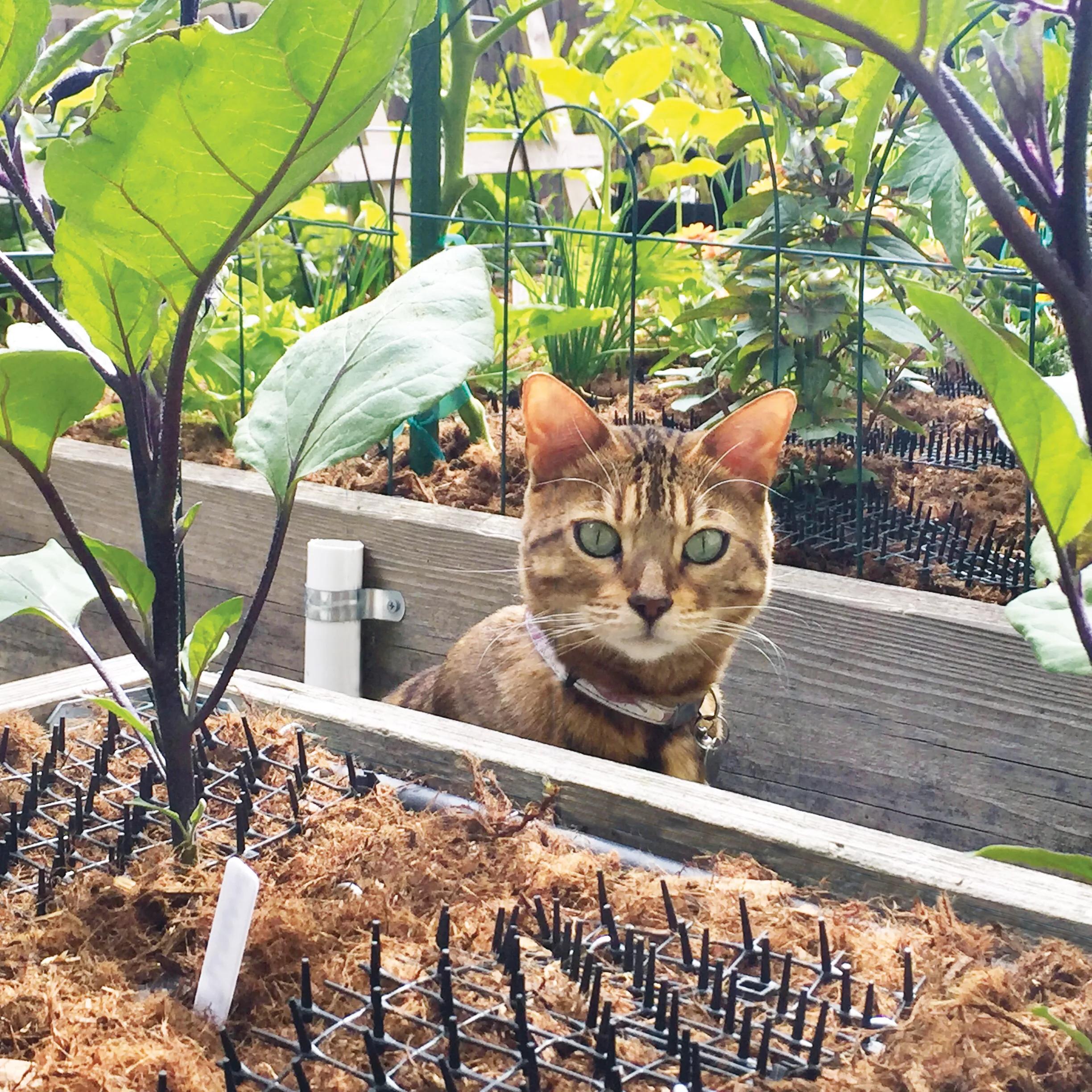 Scat Mat Cat Repellent for Gardens 78