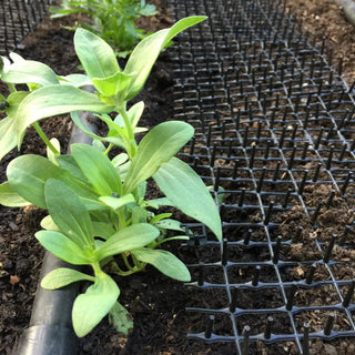  || https://assets.gardeners.com/transform/2cb98d42-54d9-4df3-a451-148630cb05e6/8592448_03CUST-tif