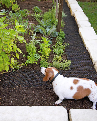  || https://assets.gardeners.com/transform/6999defa-781e-49b2-85e4-b9dd8232d0d3/8592448_5067-tif