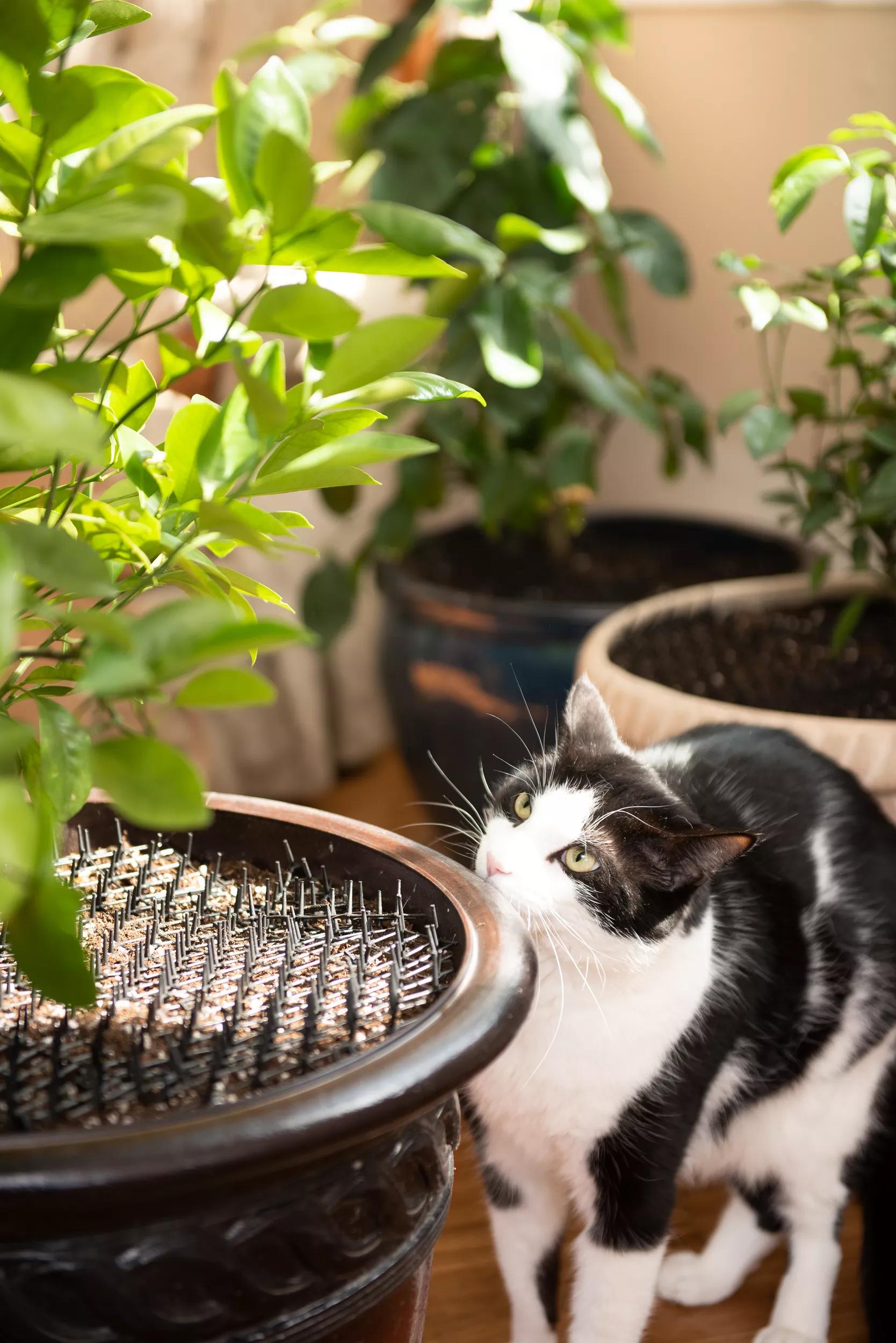 indoor plant cat repellent Cat Scat Mat