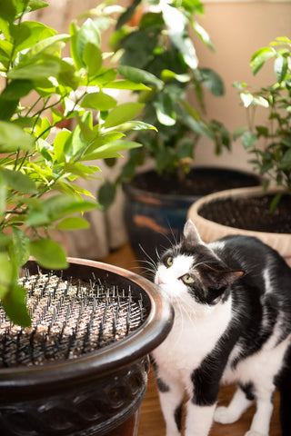  || https://assets.gardeners.com/transform/556510ac-8ba3-4724-8a70-cf3e18c9b337/8592448_6763-tif