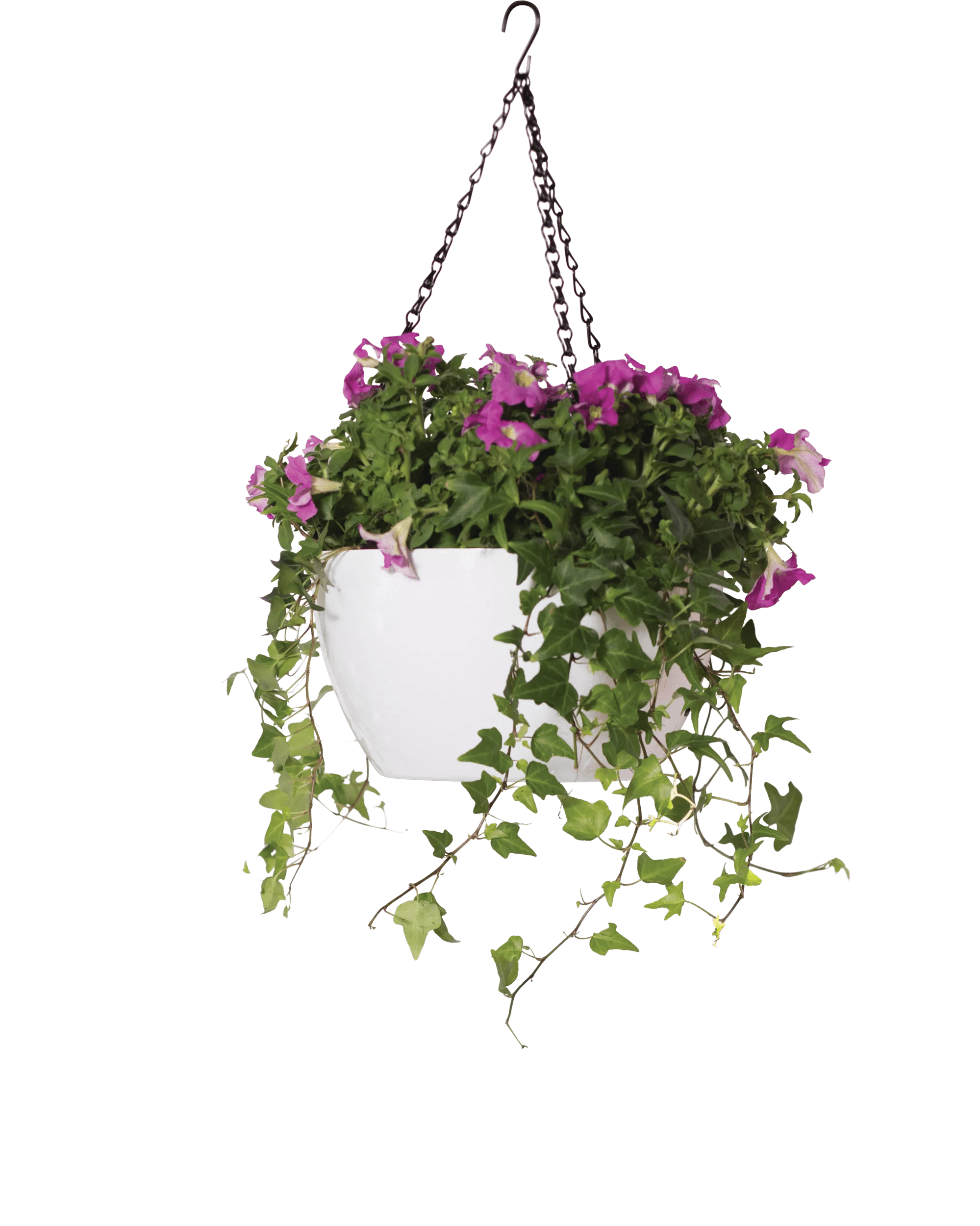 hanging basket plant watering system Viva™ Self-Watering Hanging Basket, 11" Diameter