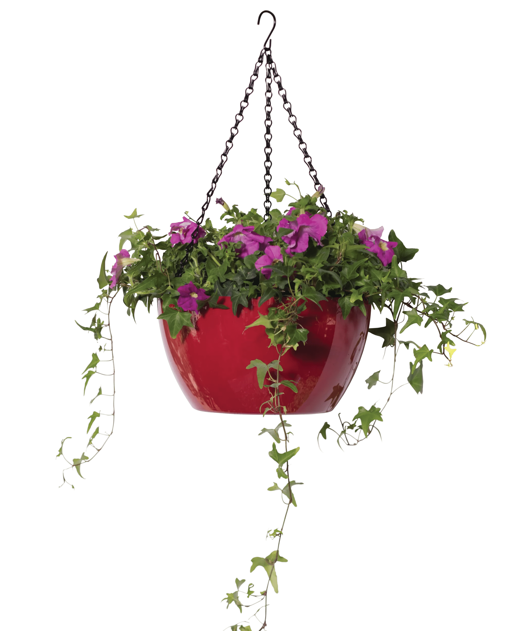 small hanging basket plants Viva Self-Watering Hanging Basket