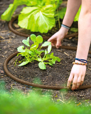  || https://assets.gardeners.com/transform/2f998be5-b965-4ac4-9a63-cbbbaae86c76/8592728_1457-tif