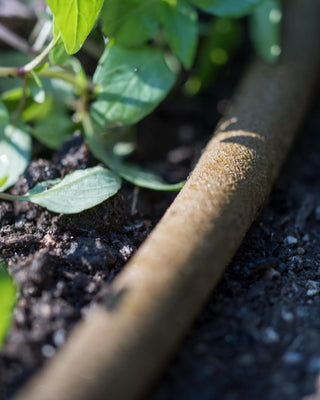  || https://assets.gardeners.com/transform/a5ddaee7-cd7f-441a-9335-fee4b293d6d6/8592730_4933-tif