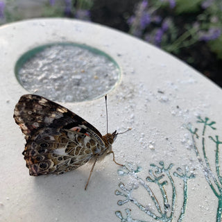 Butterfly Puddling Stone
