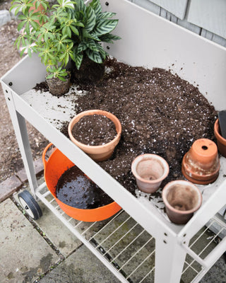  || https://assets.gardeners.com/transform/bfaa5ae9-721f-47e8-94a5-a812f0793508/8594007_0650-tif