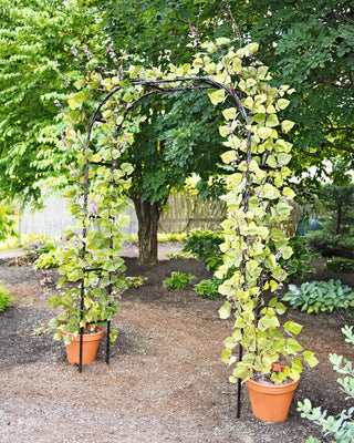  || https://assets.gardeners.com/transform/770a662f-678e-4323-bec6-d7312f261f8f/8594535_9447-_1_rutland-metal-garden-trellis-archjpg-tif