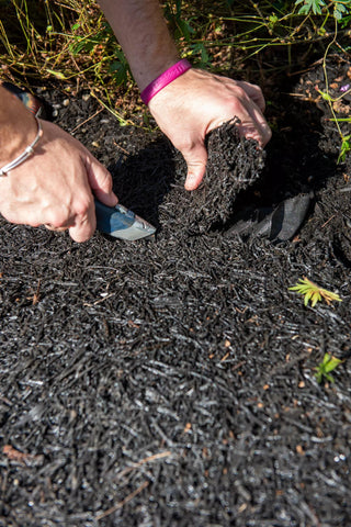  || https://assets.gardeners.com/transform/3f1ec8cc-75e4-47b1-adb3-73cdb02c3ae6/8595093_0022