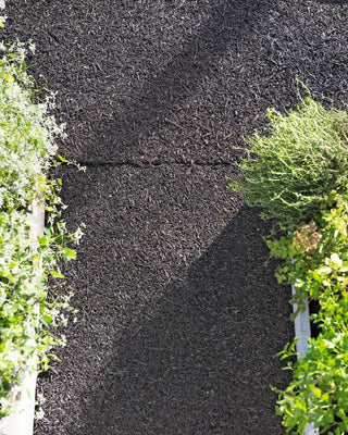  || https://assets.gardeners.com/transform/60fcec0b-96ff-4118-8acf-b78feb8b1bf3/8595093_0417-tif