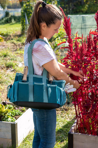  || https://assets.gardeners.com/transform/195097f9-379b-4215-a3df-aa0c46bd840a/8595203_0131