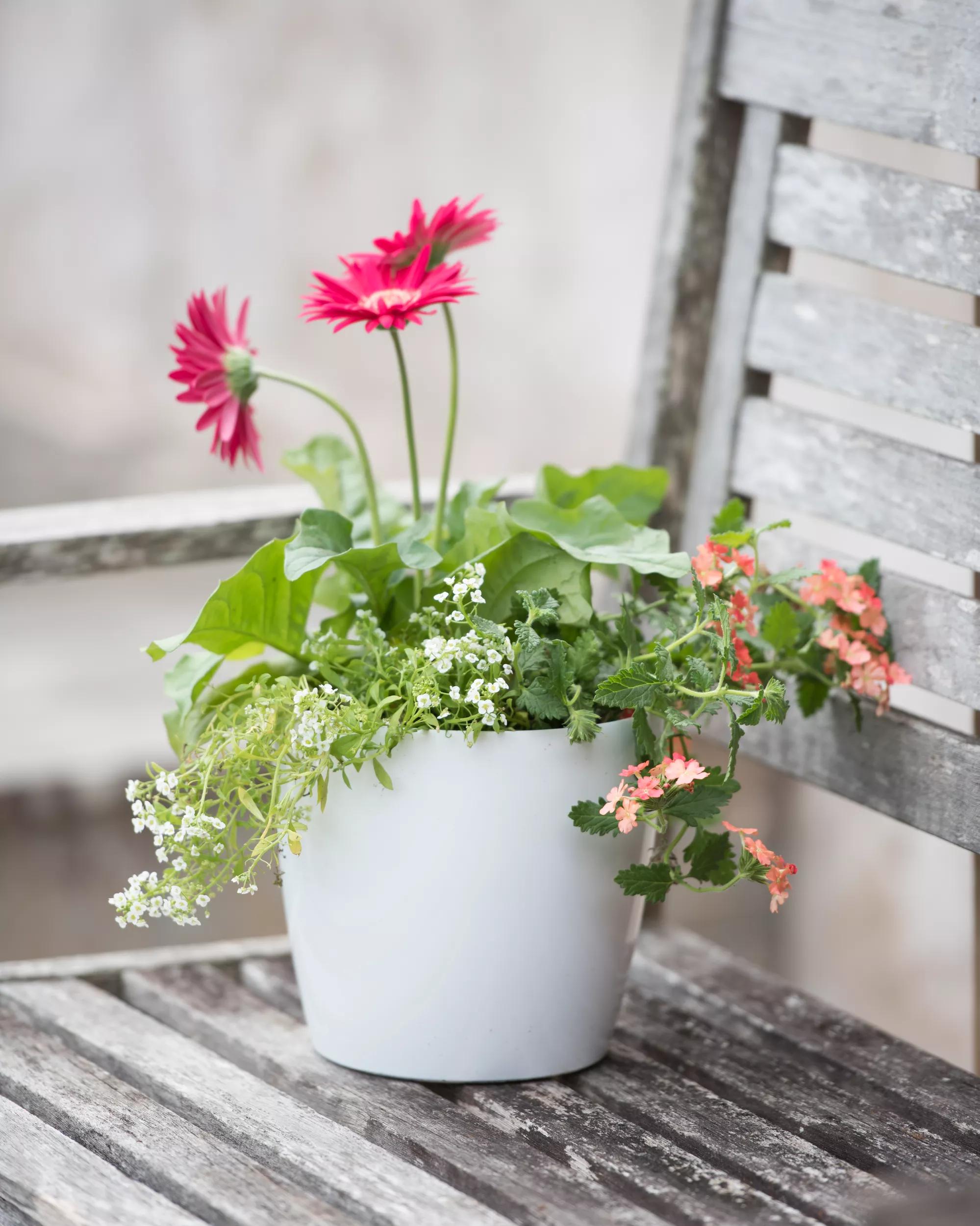 indoor/outdoor self-watering planter Viva™ Round Self-Watering Planter, 7" Diameter