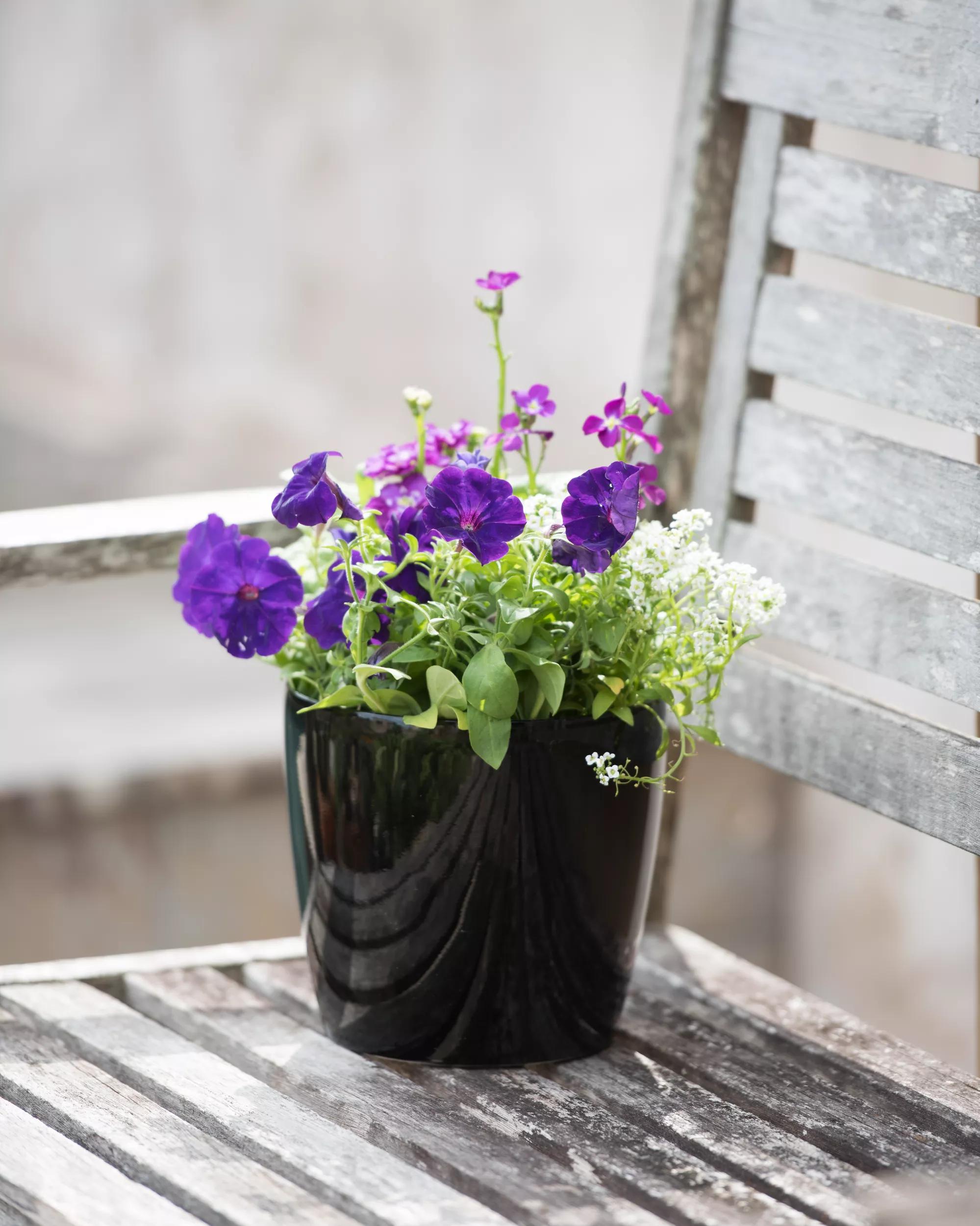 purple plant pots indoor Viva Small Round Indoor Outdoor Self-Watering Pot