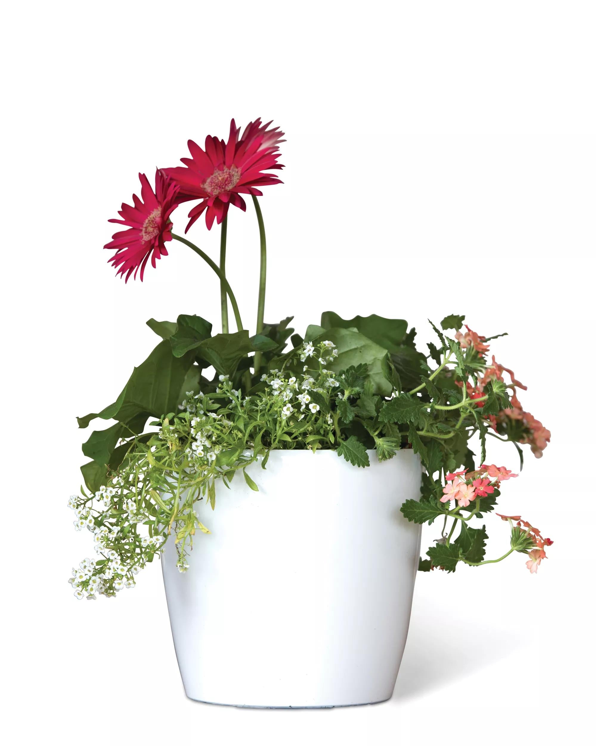 round potted plants Viva™ Round Self-Watering Planter, 7" Diameter