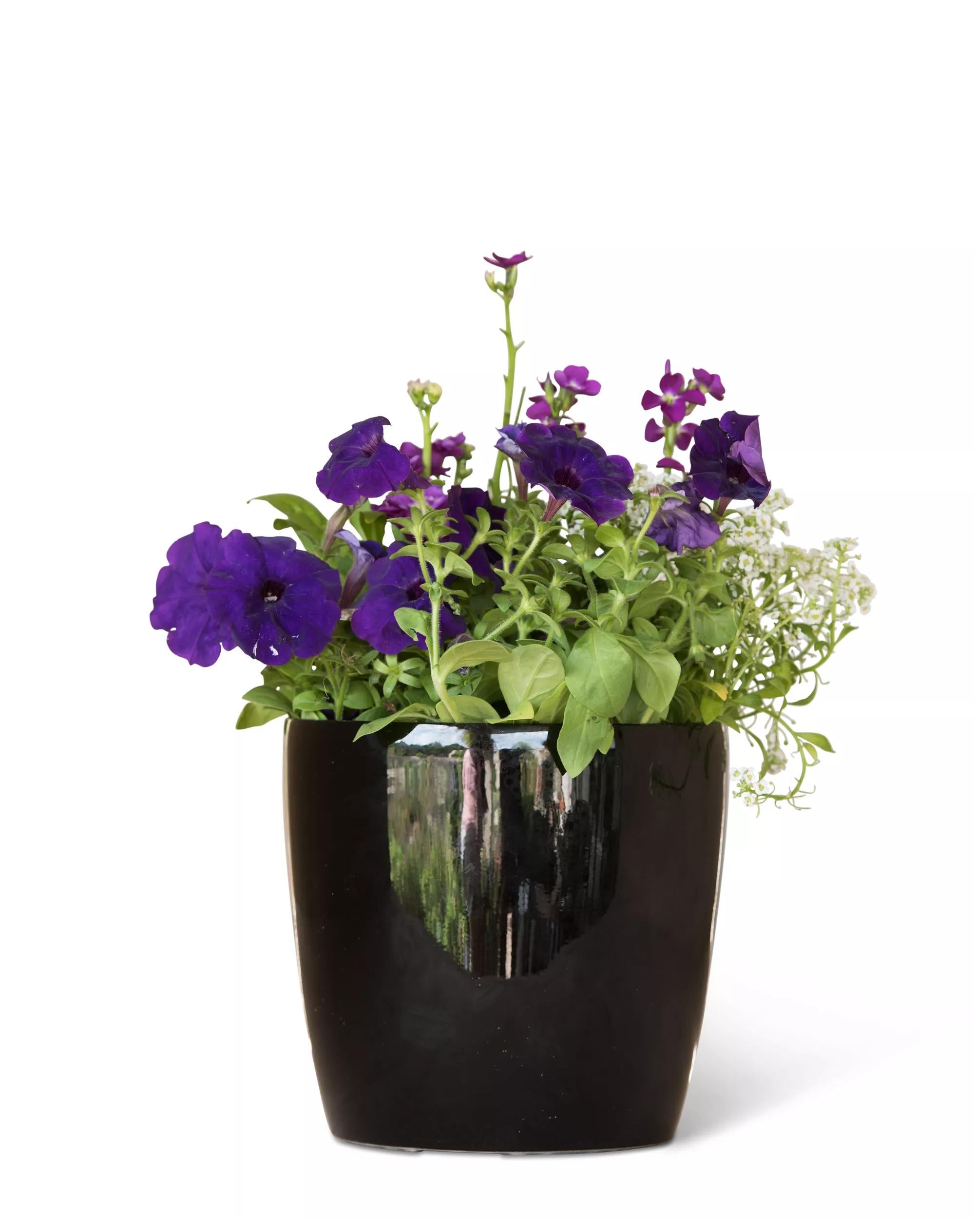 viva self watering planter Viva Small Round Indoor Outdoor Self-Watering Pot