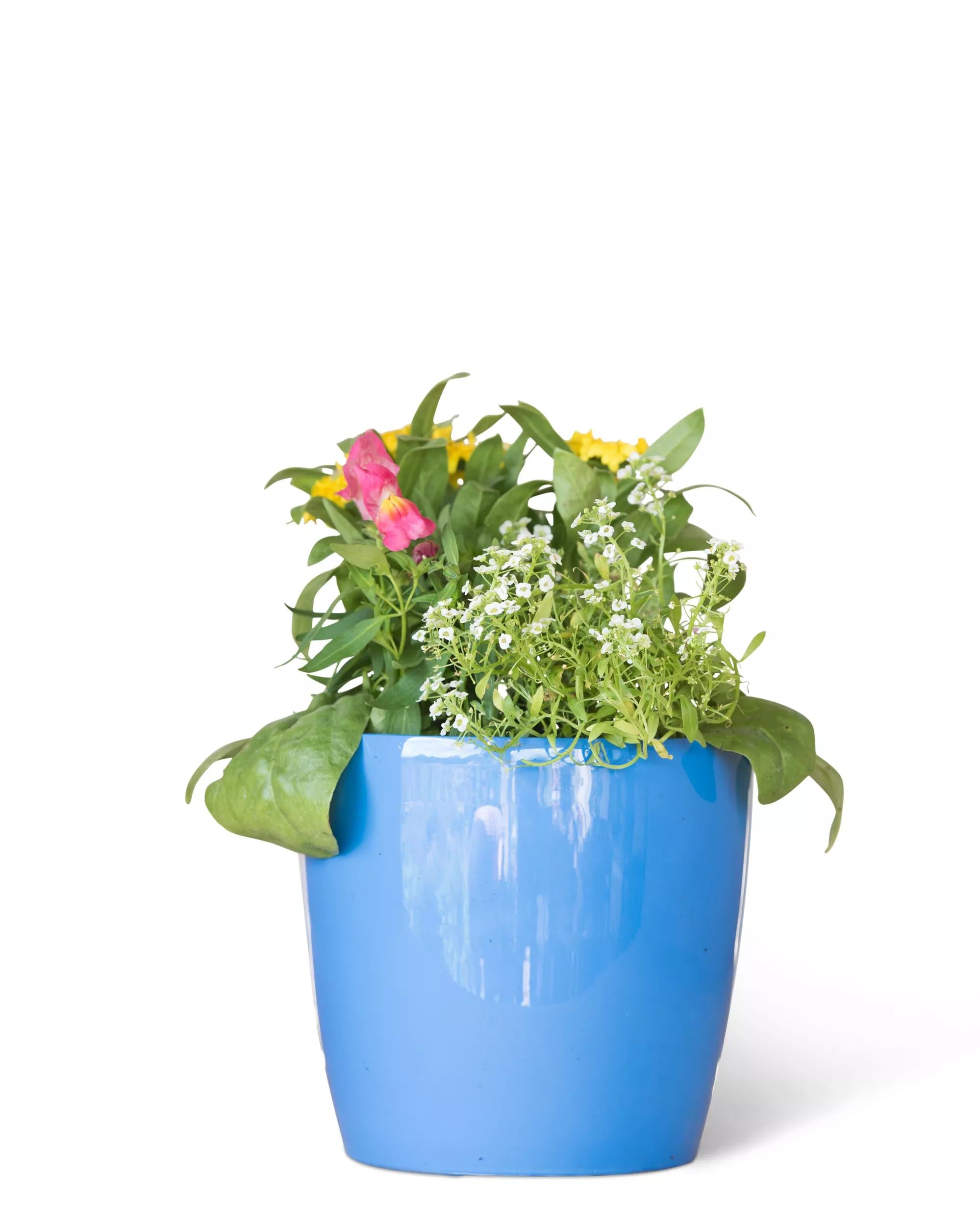 indoor/outdoor self-watering planter Viva Small Round Indoor Outdoor Self-Watering Pot