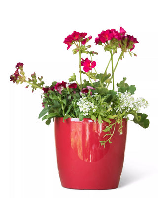  || https://assets.gardeners.com/transform/c943b204-c91e-4707-94de-b50f7e2e722b/8595222_1159-tif