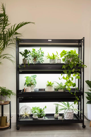 || https://assets.gardeners.com/transform/302a1225-c786-4aa0-8dbb-4c8096cec378/8595554_0084_led-grow-lights-sunlite-3-tier-garden-tif