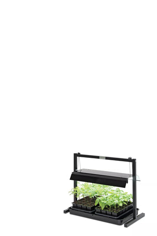 || https://assets.gardeners.com/transform/f5203d12-fbc8-47e8-b68b-f201187add1a/8595555_10136-tif