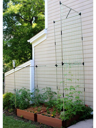  || https://assets.gardeners.com/transform/7a04ddb2-4489-4bf5-a10e-8cfa0934a03a/8595683_06V_3-4